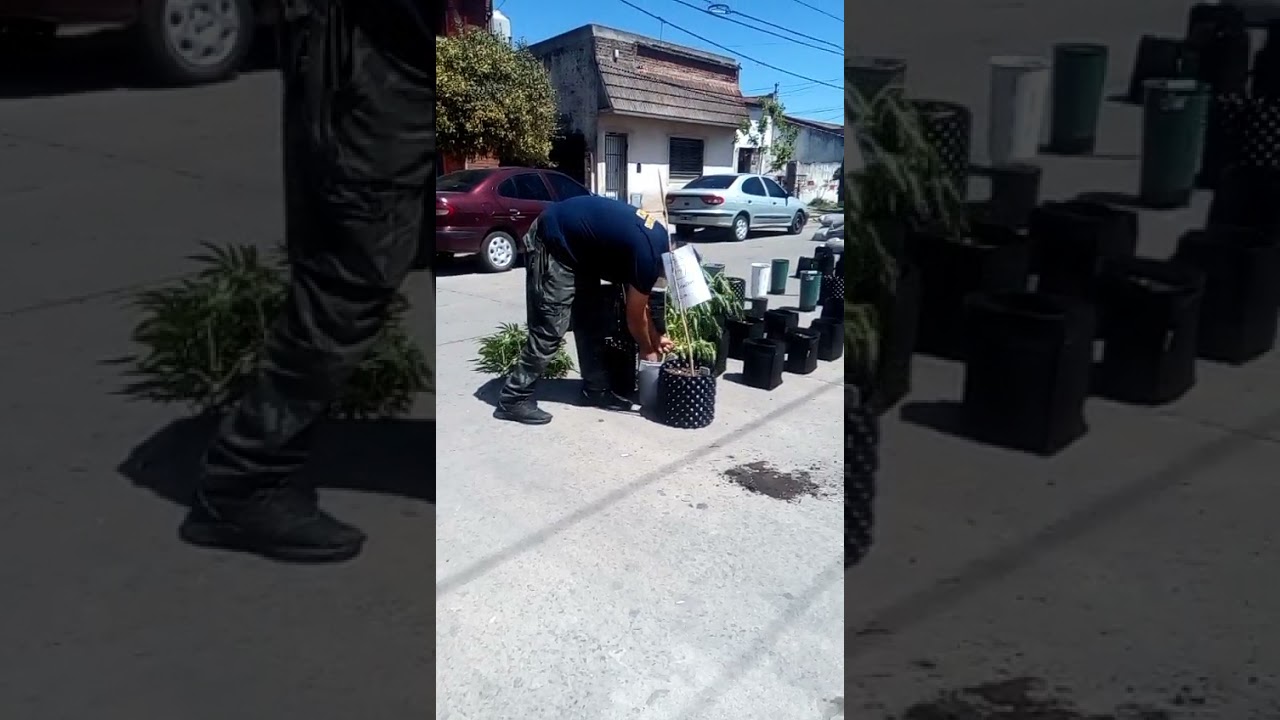 Necochea: Policía mata las plantas de cannabis allanadas 1/12/2021
