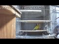 【ライブ配信】セキセイインコ**LIVE**