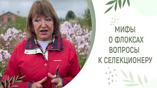 МИФЫ О ФЛОКСАХ | ИНТЕРВЬЮ С СЕЛЕКЦИОНЕРОМ ФЛОКСОВ ЕЛЕНОЙ КОНСТАНТИНОВОЙ