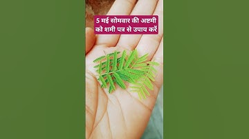 5 में सोमवार की अष्टमी को शमी पत्र से उपाय #pujyapanditpradeepmishra #live #love #astrology