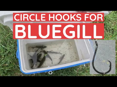 Using CIRCLE Hooks for Bluegill 