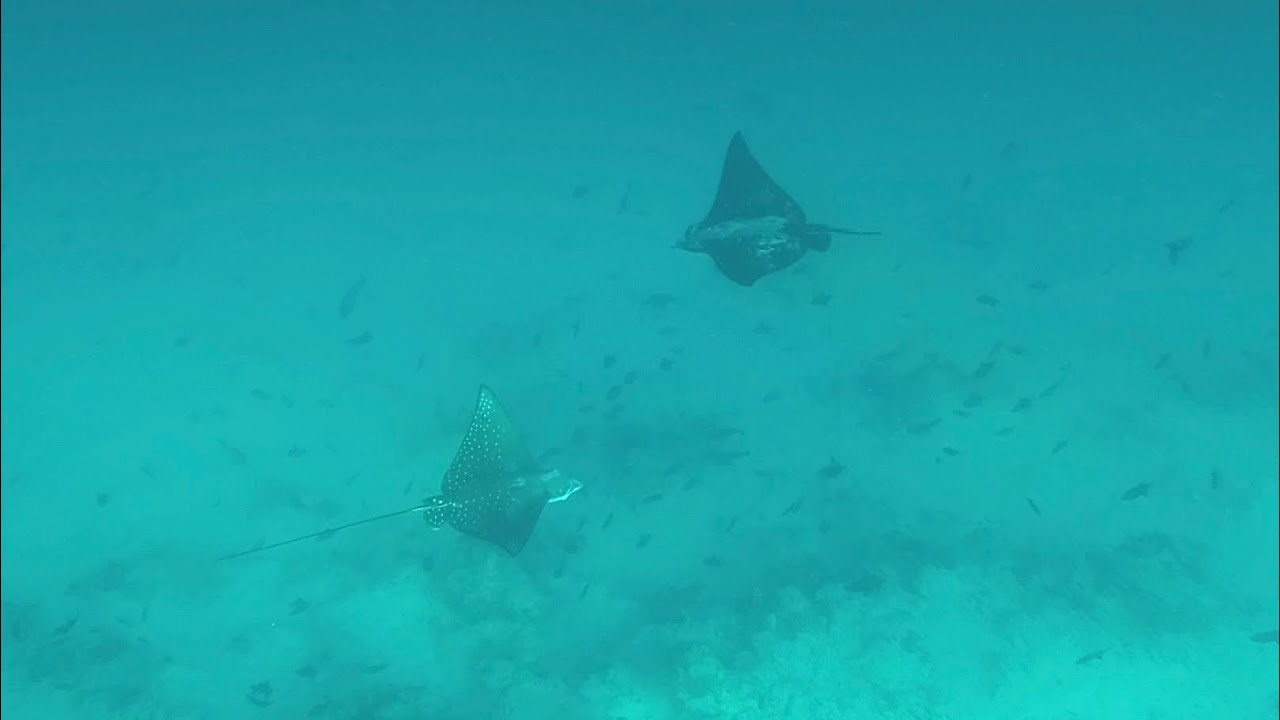 🇲🇻 Eagle Rays at Bikini Beach🐠 - Dharavandhoo, Maldives 🏝