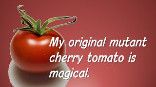 Parthenocarpic Tomato Lines "Pat-b"
