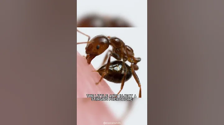 Which ant is harmful to humans? (2023)