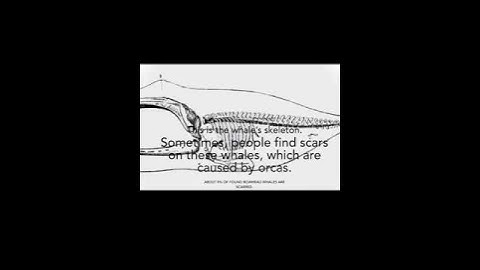 This whale is a bighead, literally.