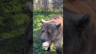 Bears don’t grow big.