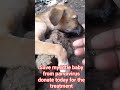 Share any amount to save my puppies from parvovirus. my PayPal link in the bio to help