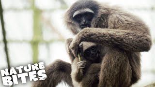 Can Gibbon Mother Save Her Baby From Dangerous Brother? Part Two | Nature Bites