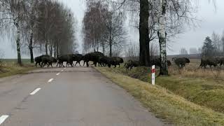 134 żubry na trasie Ostrów Północny - Krynki. 04.01.2022r.