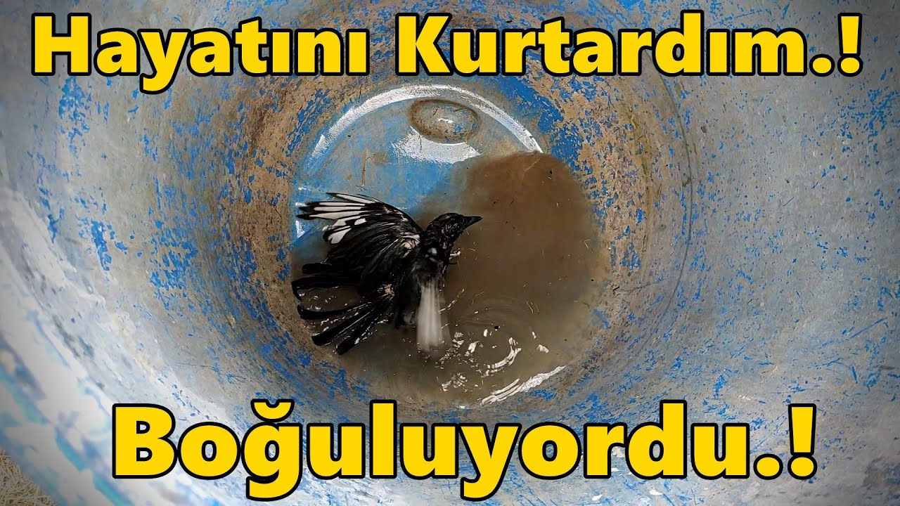 Hint Horozum Jilet Kamil Dışarda.!-Bidona Saksağan Girmiş Kurtardık.!-#Tekirdağ#Süleymanpaşa#tavuk#
