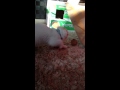 自作のボールで遊ぶスコテッシュフォールドの子猫 みるきぃ☆