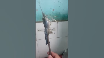 Tôm càng xanh nướng trên bếp ga#shorts