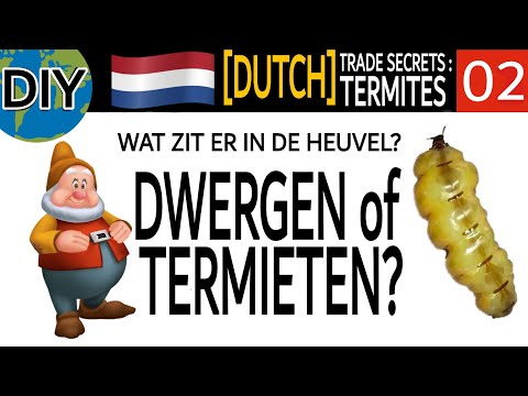 Video: Hoe herken je vliegende termieten?