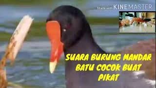 Download lagu Suara burung mandar batu/suara Pikat mandar batu