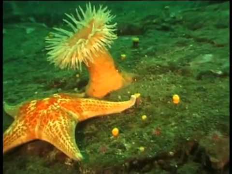 Anemone di mare che nuota (Swimming Anemone)