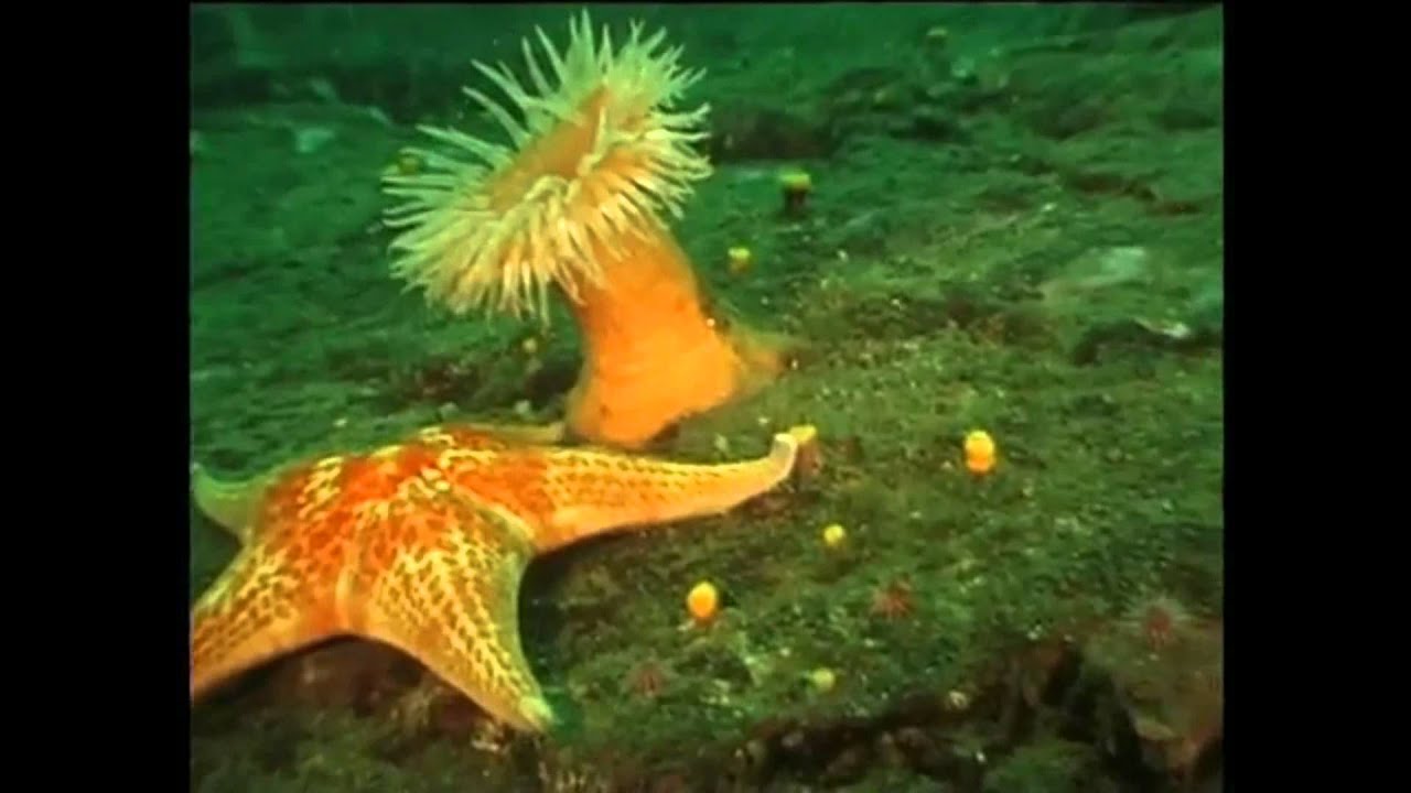 Anemone Di Mare O Attinia – Fiori Idea Immagine anemone di mare che nuota swimming anemone youtube