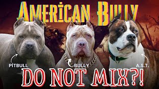 What İs American Bully Mixed With: He's not a Pitbull or an American Staffordshire Terrier!