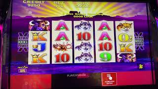 Original Buffalo Slot Machine ! Does Players Card Effect Payouts On Slots ? screenshot 3