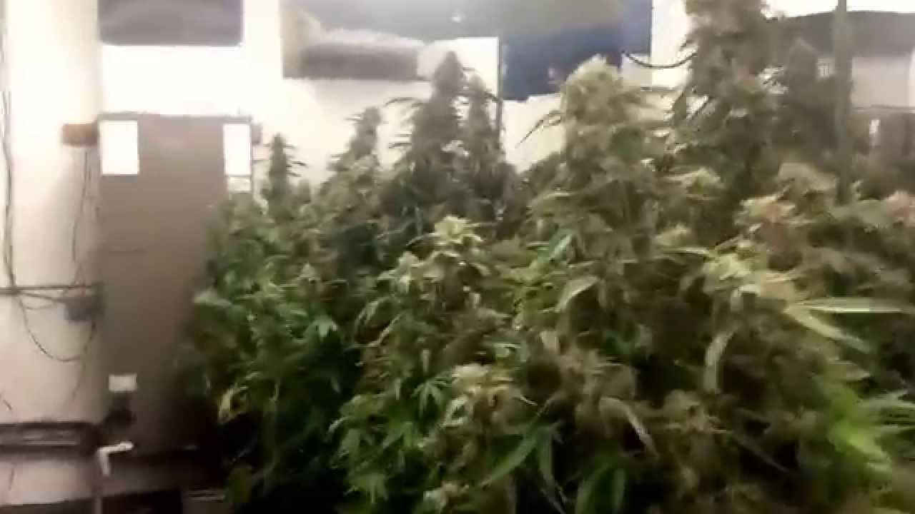 Grow up #4 fucking incredible (can't miss)