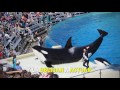 Conoce a #Corky, la orca más triste