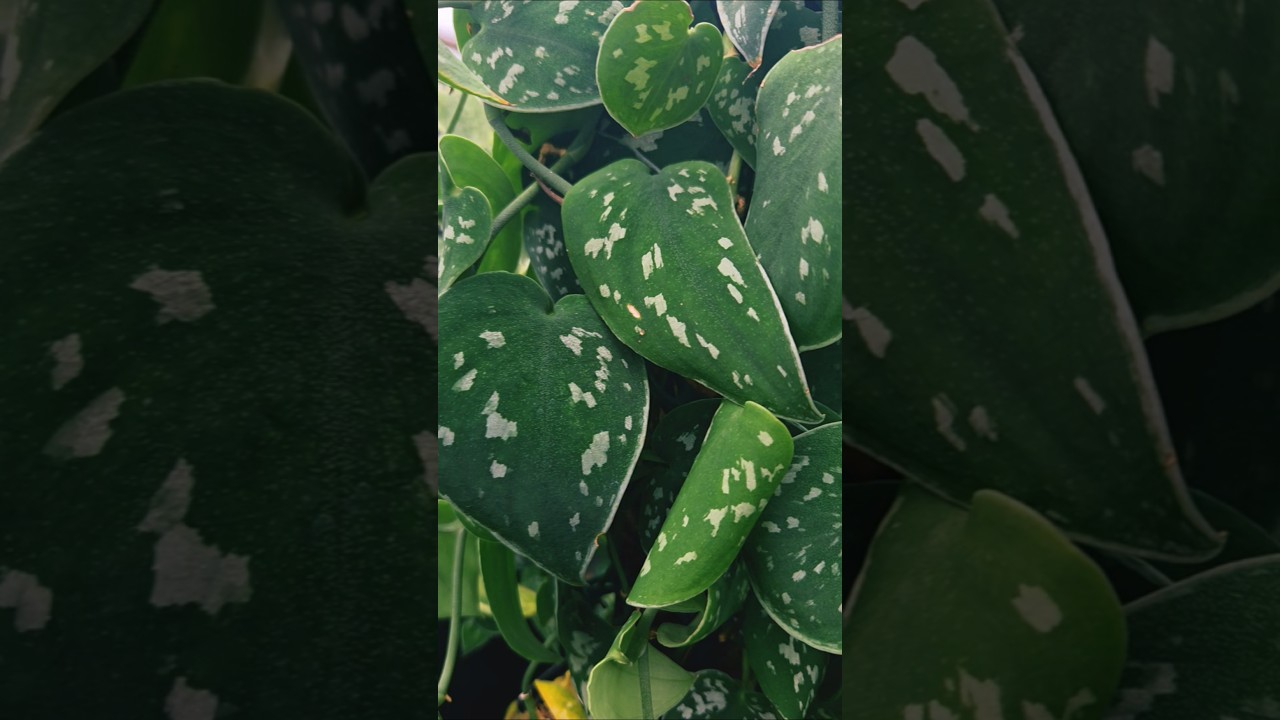 Scindapsus pictus, satin pothos 