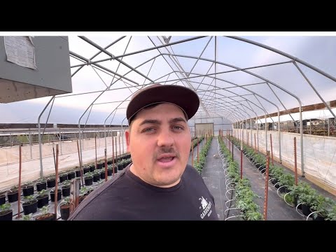 My Tomato Irrigation Setup