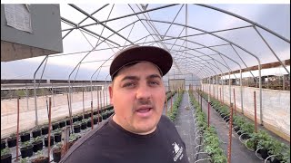 My Tomato Irrigation Setup