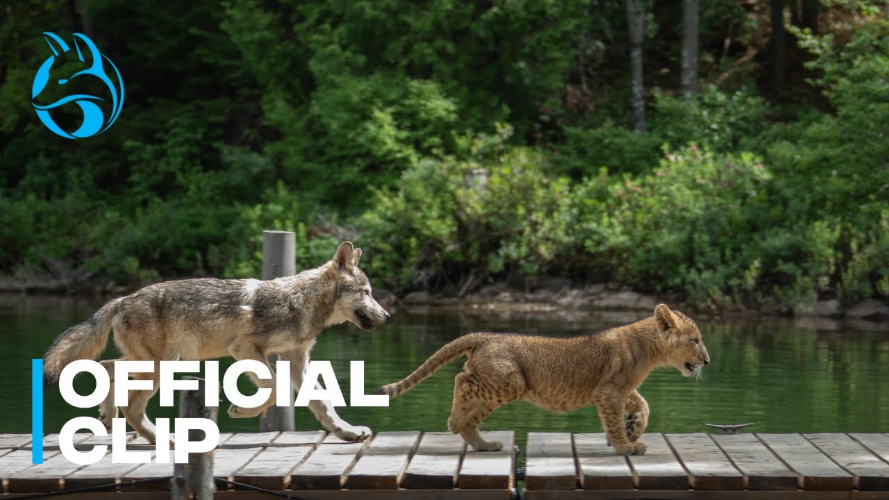 Official Clip: THE WOLF AND THE LION