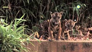 Smithsonian National Zoological Park Coupons & Codes for 2022