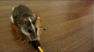 Playing mouse!