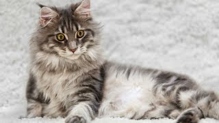 Maine Coon: una raza de gato muy apreciada  Hogarmanía