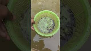 #fish #kingfiser #fishing #kingfish #aquarium #vlog #fishtank