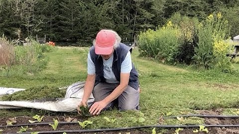 Mulching with Grass Clippings