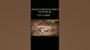 Smallest venomous snake in the world 🐍 || #shorts #shortsfeed #tranding