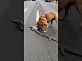 Dog worried about a crocodile that was hit by a car #shorts #animals