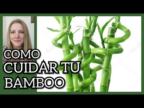 Vídeo: Com Cuidar El Bambú Interior