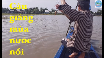 88 | Giăng câu diền bằng mồi trùng mùa nước nổi P2 | Fishing