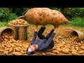 Single mom Harvests giant sweet potato to sell at market with my small daughter