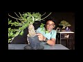 Expose roots bonsai