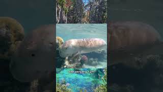Si Gemaoi Manatee
