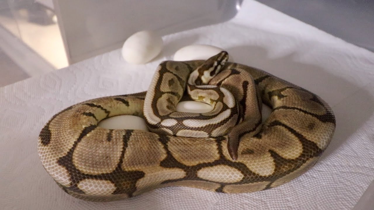 MY MOST ANTICIPATED SNAKE CLUTCH! YouTube