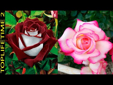 10 Rosas Más Bellas Del Planeta