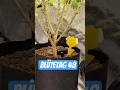 Blütetag 48 #420 #homegrown #growth