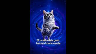 cat, good luck #adorablecats #catcommunity #cute #cat #catsdaily #starwars #catcompilation  #kitten