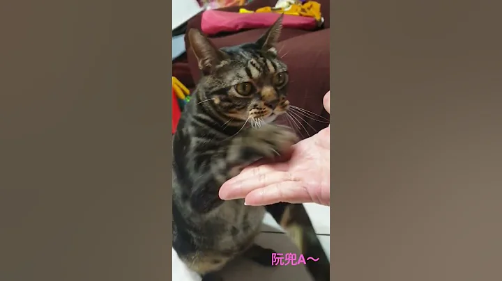 別人家的貓？係哇A喇  握手，擊掌，踫踫 起立。#cat ＃聰明喵＃教學 - 天天要聞