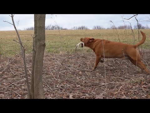 shed-hunting-with-dogs