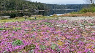 Camping in our Winnebago Travato at Deception Pass Part 2 – Skagit Valley Tulips by Randall Wingett 135 views 2 weeks ago 10 minutes, 30 seconds