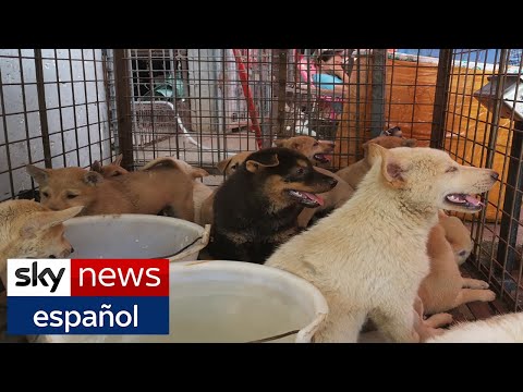 Video: Festival De La Carne De Perro De Corea Del Sur Muerde El Polvo