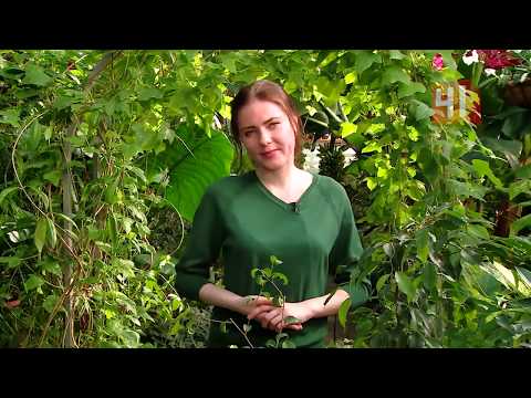 Полезный вечер. Подготовка