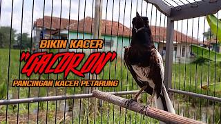 Suara Burung Kacer Bikin Lawan Emosi Gacor, Pancingan Kacer Agar Cepat Emosi Gacor